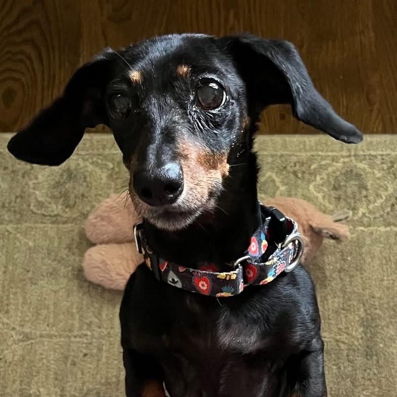 Picture of Eve (Bonded with Buck)
