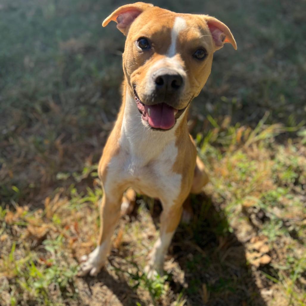 Tobi