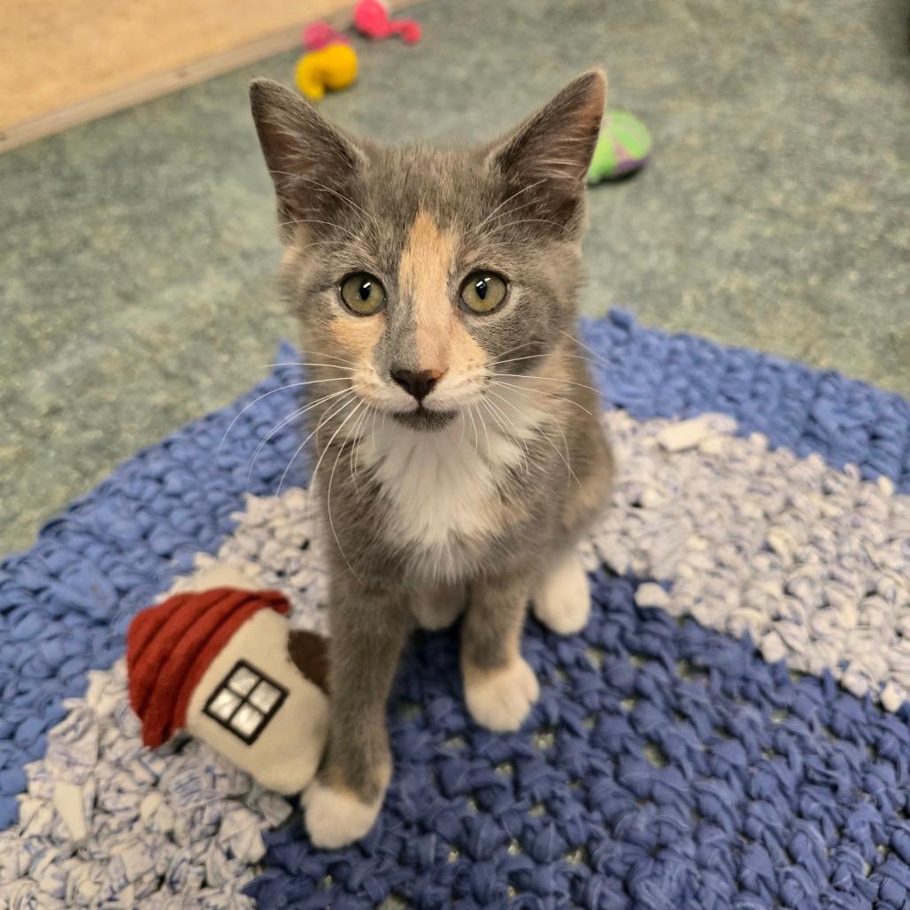 Nova