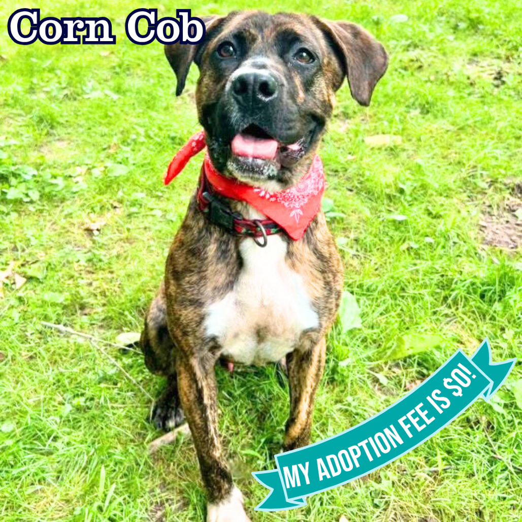 Corn Cob