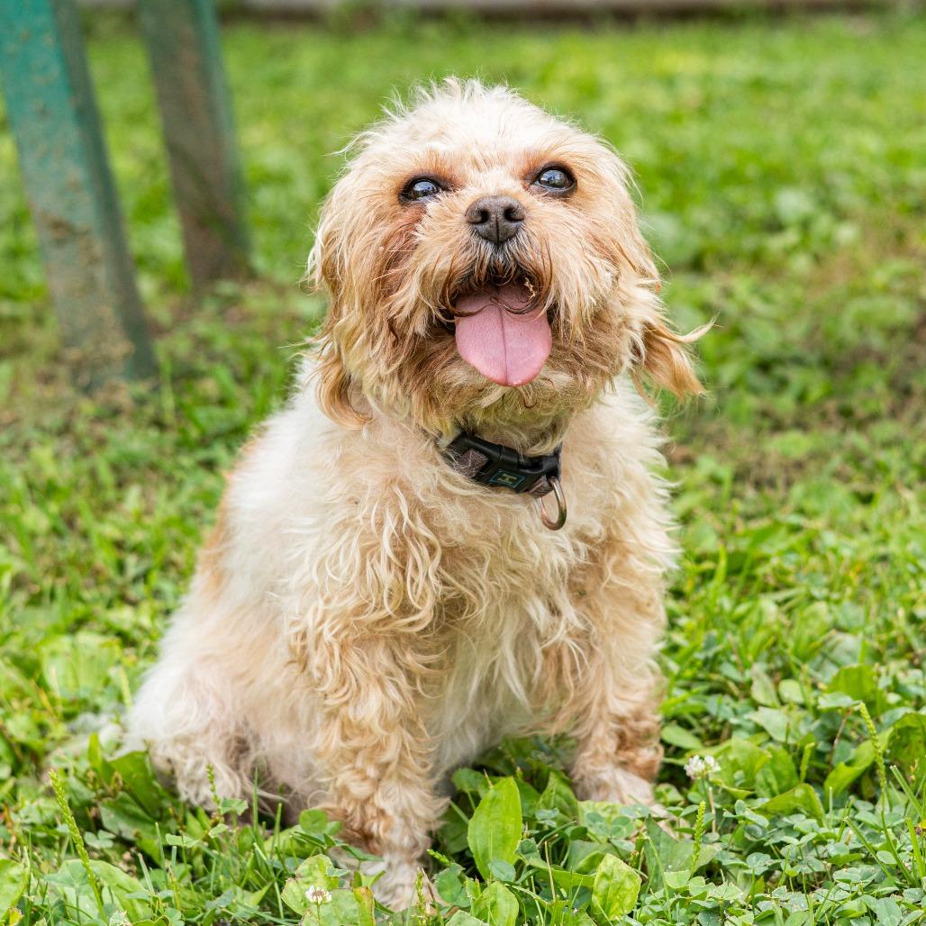 Zeus (Bonded with Apollo)