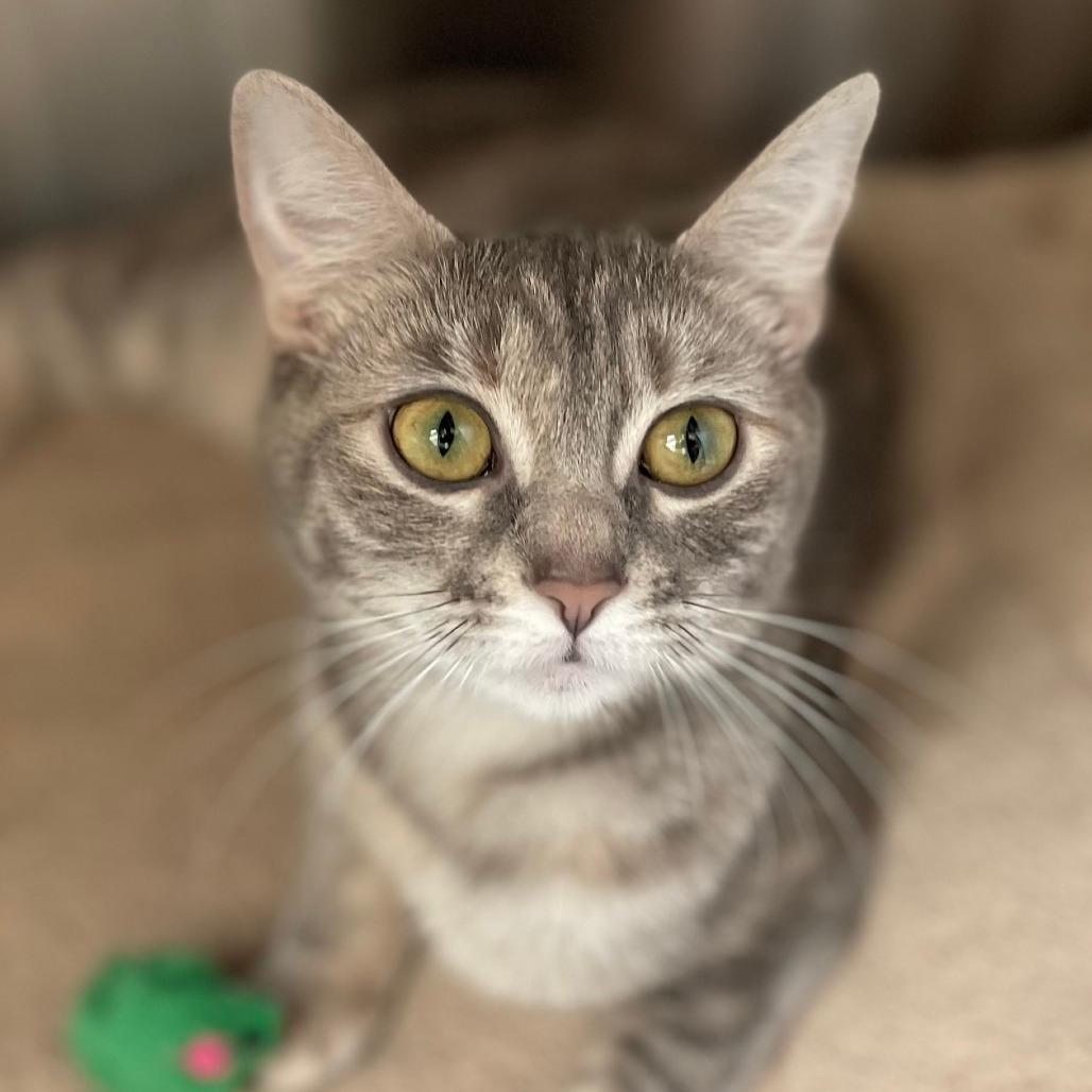 Maya