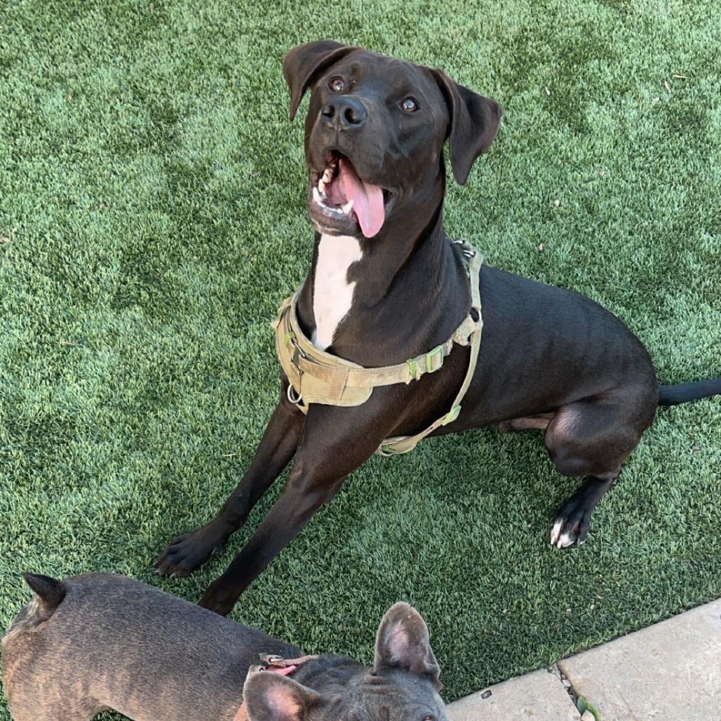 Picture of Baxter