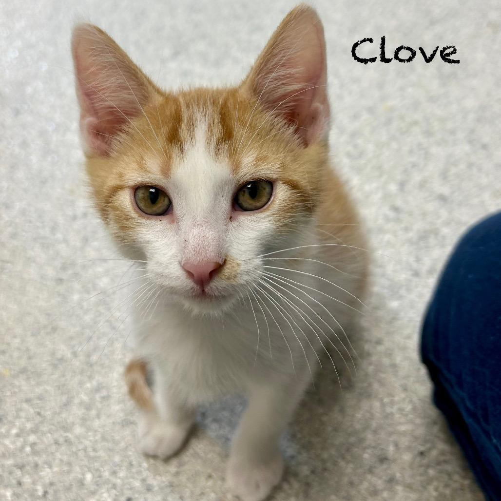 Clove