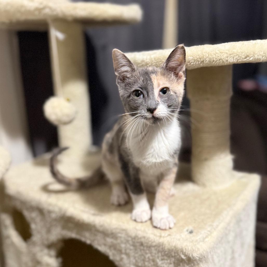 Sofia