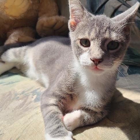 Greyson Purr Machine!