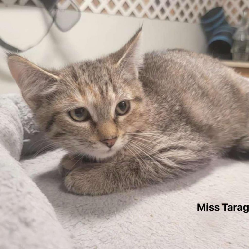 Miss Taragon