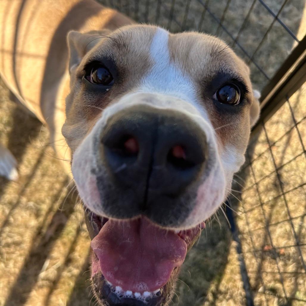 Nugget (Adoption Fee-SPONSORED!)