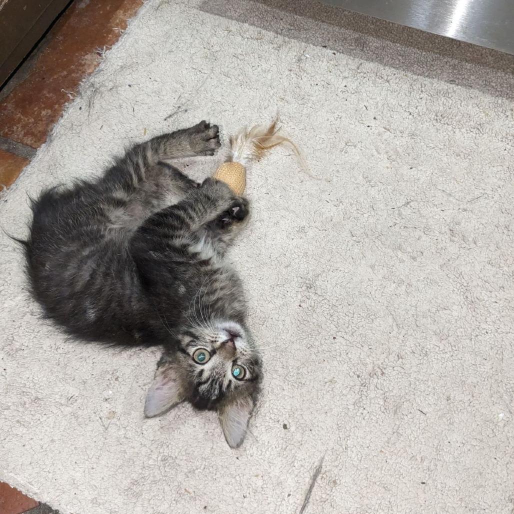 Nubs-Sally