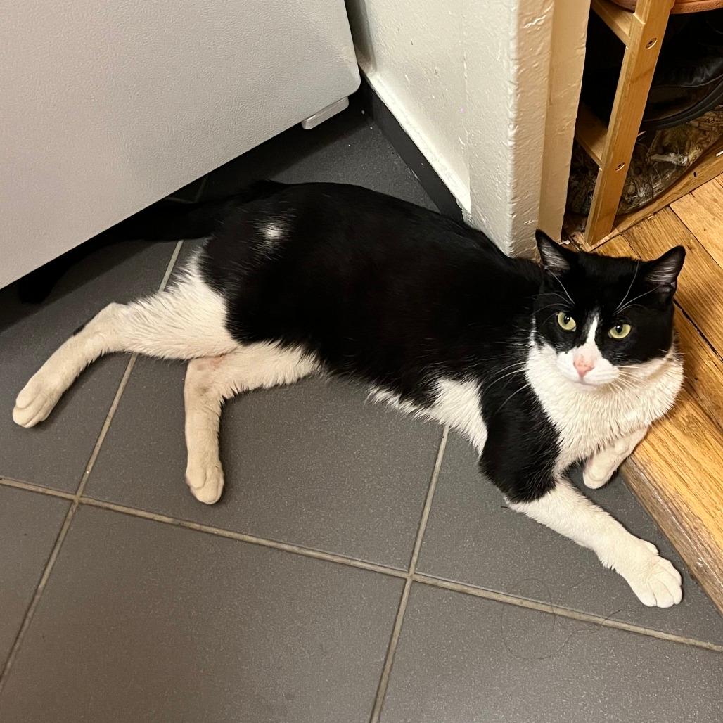 Spot