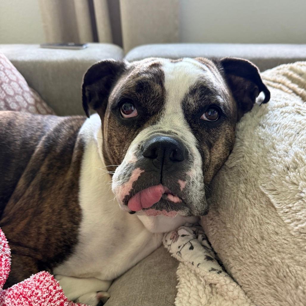 Dottie