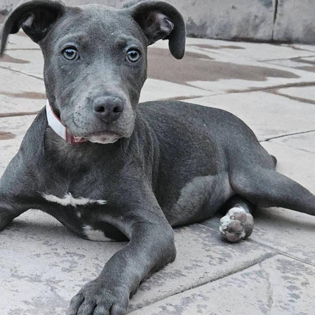 494 (2025) Bella