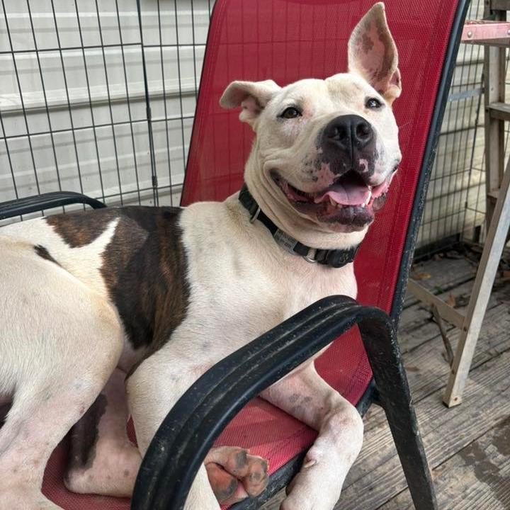 Logan (Adoption Fee-SPONSORED!)