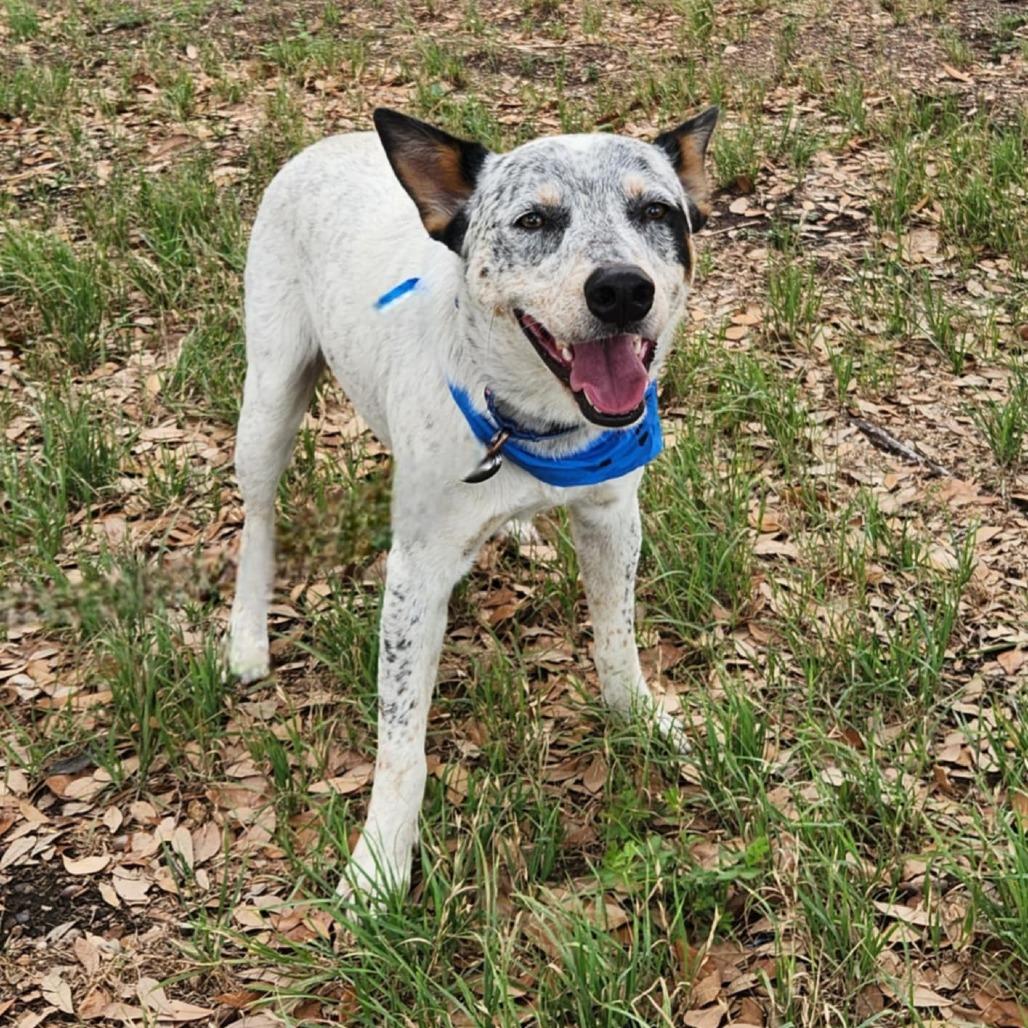 Rocket  aka Chacho JuM