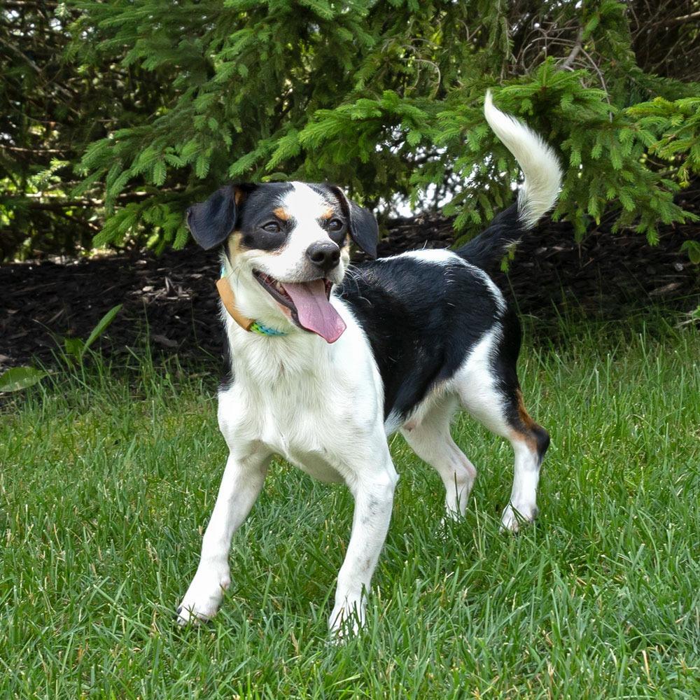 Picture of Melvin