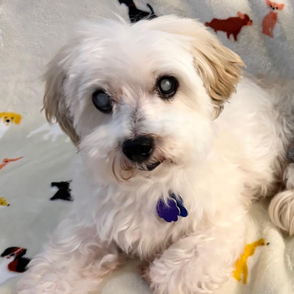 Picture of Bella Bear
