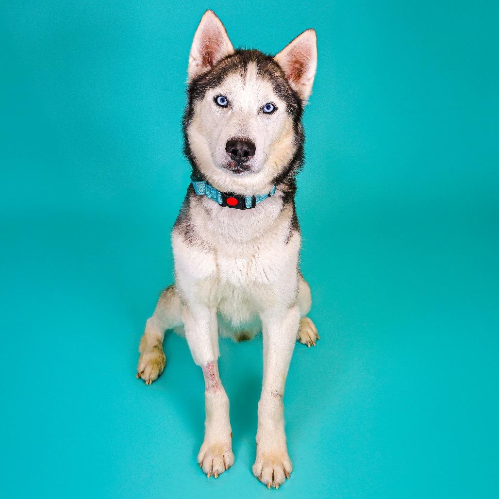 Kiba