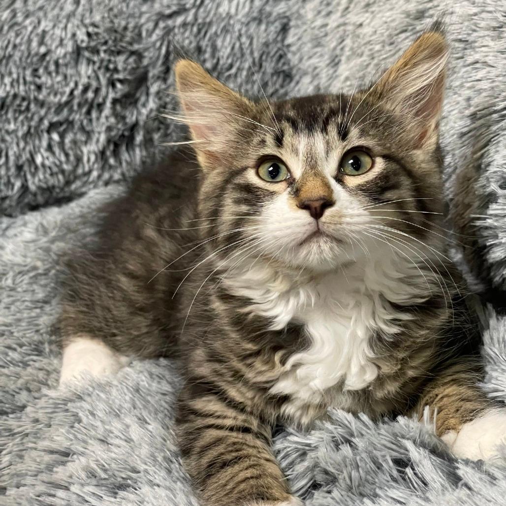 FROSTY(bonded w/Blizzard)