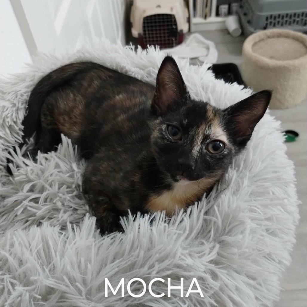 Mocha