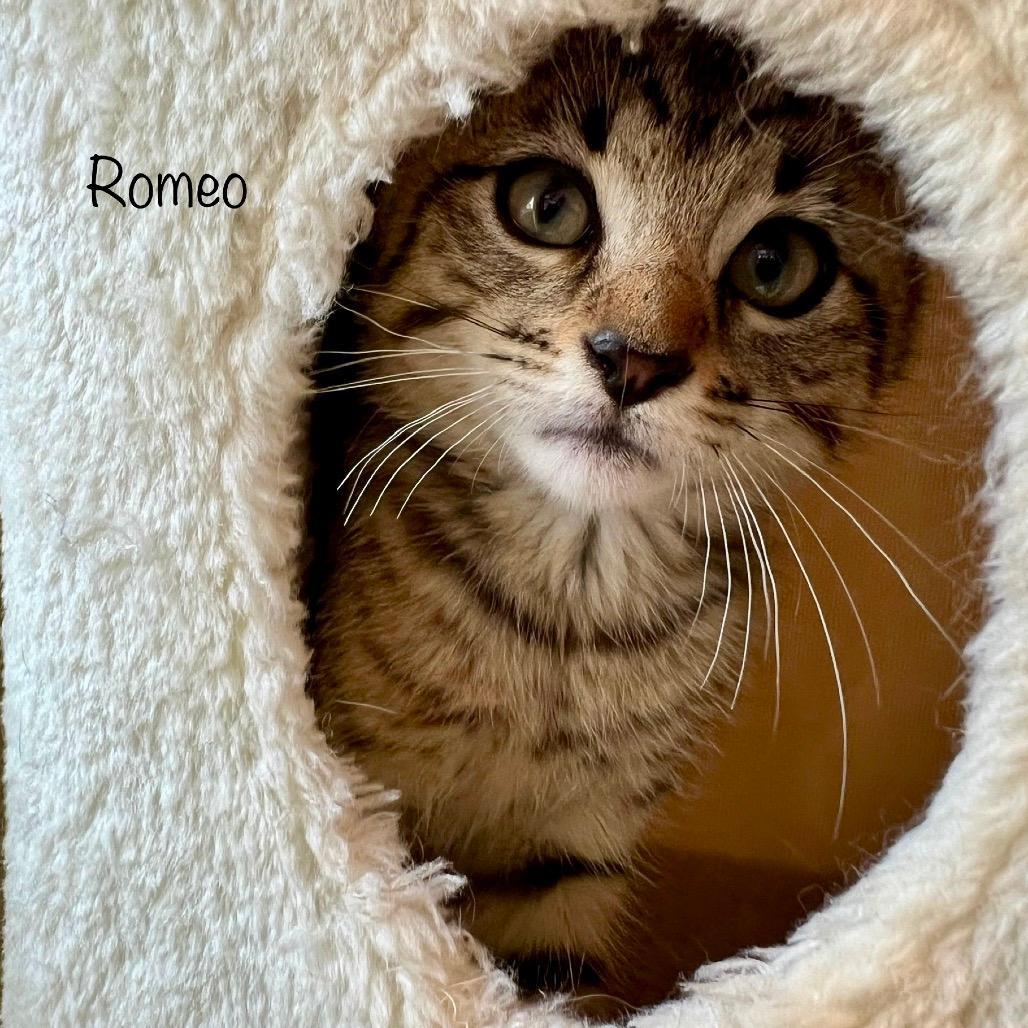 Romeo