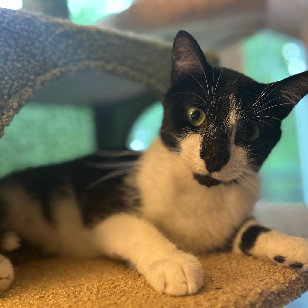 Tux