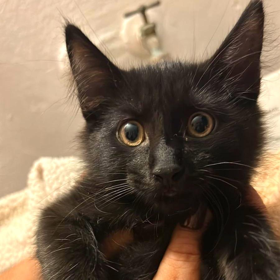 Anubis