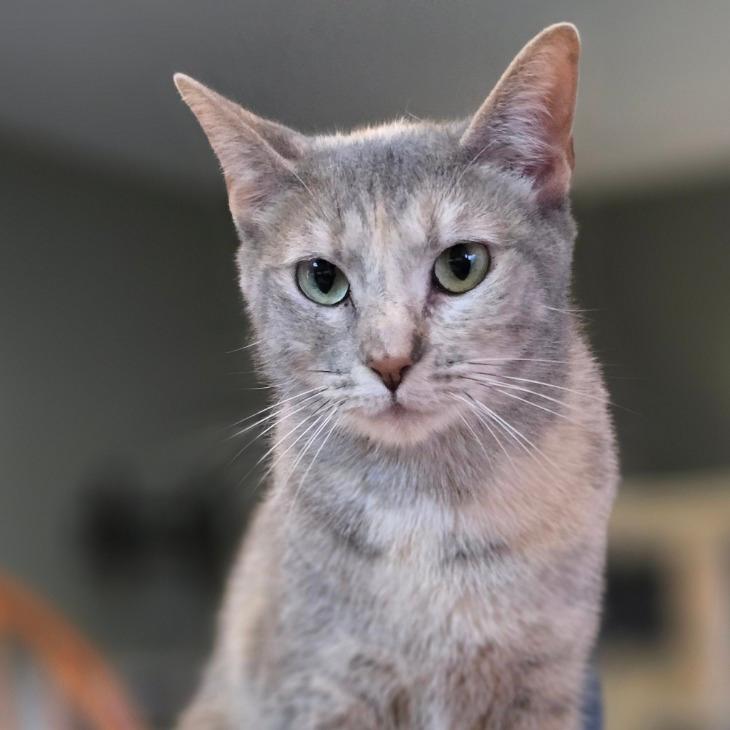 Mae