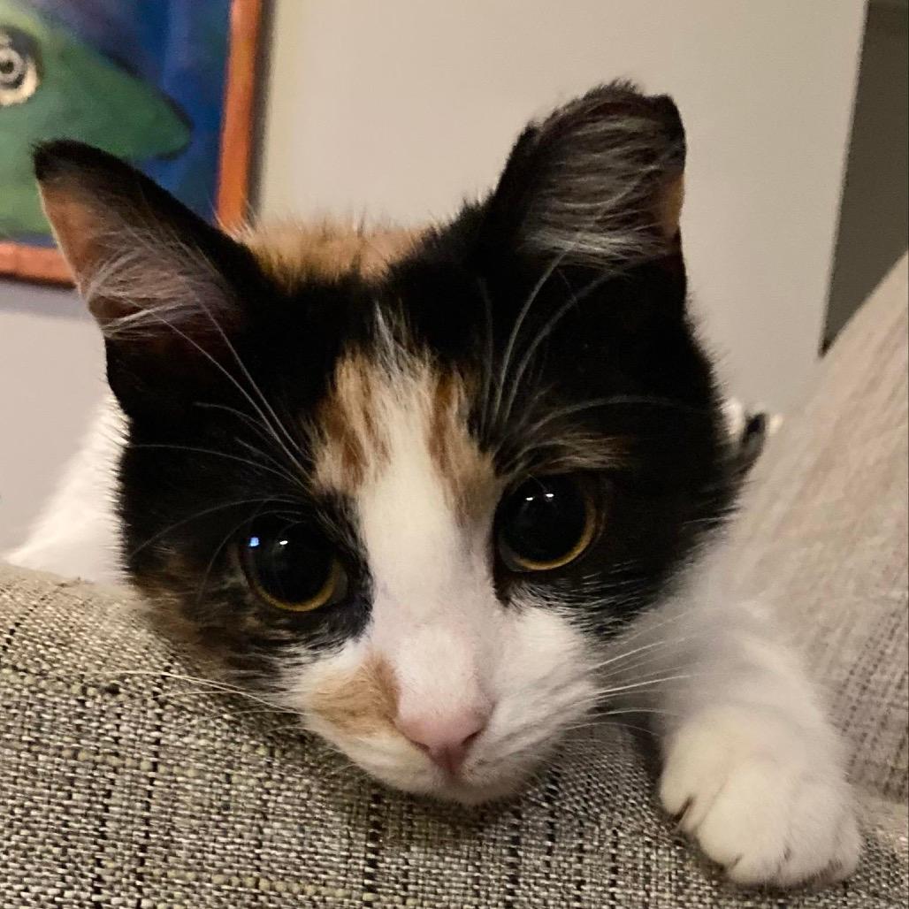 Callie