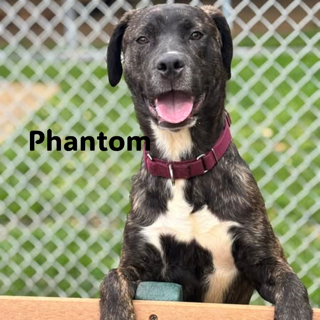 Phantom 