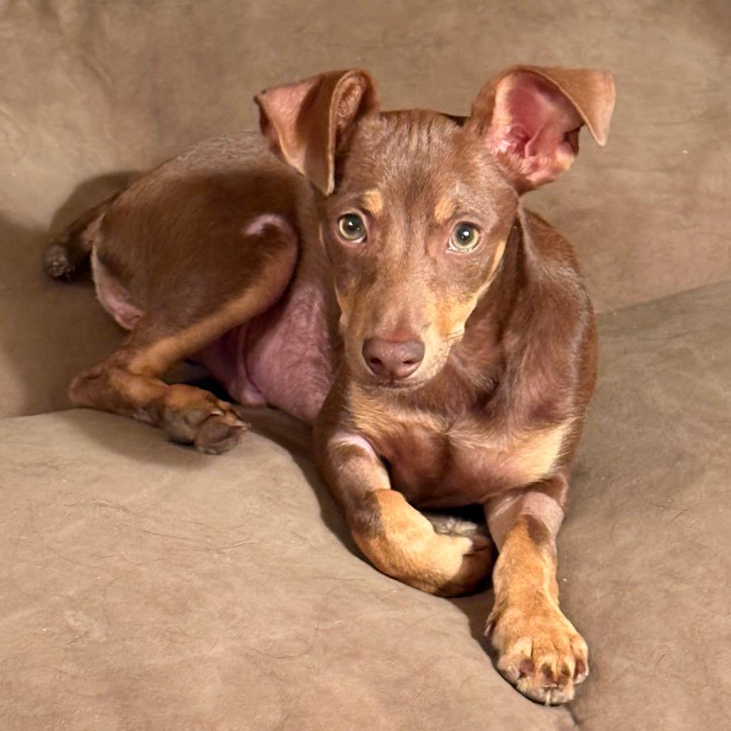 Picture of Pogo