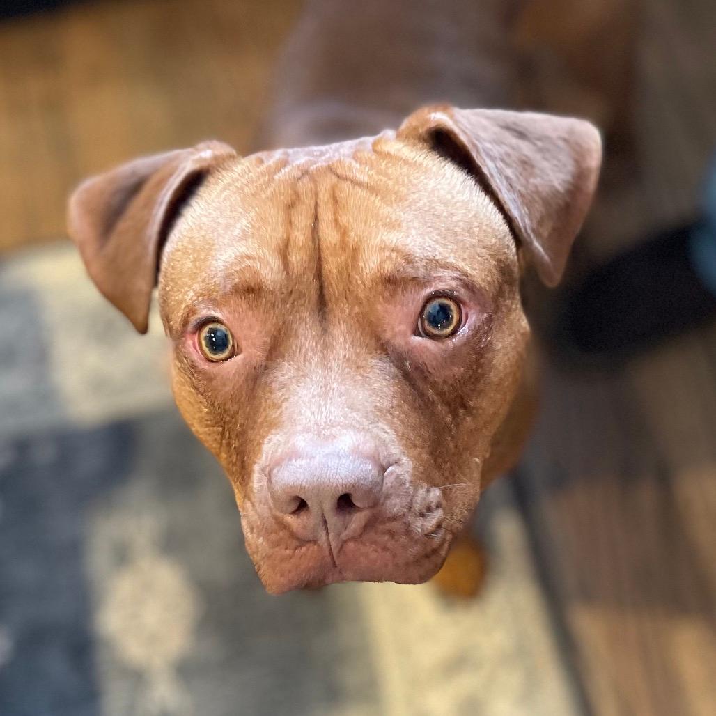 Scooby