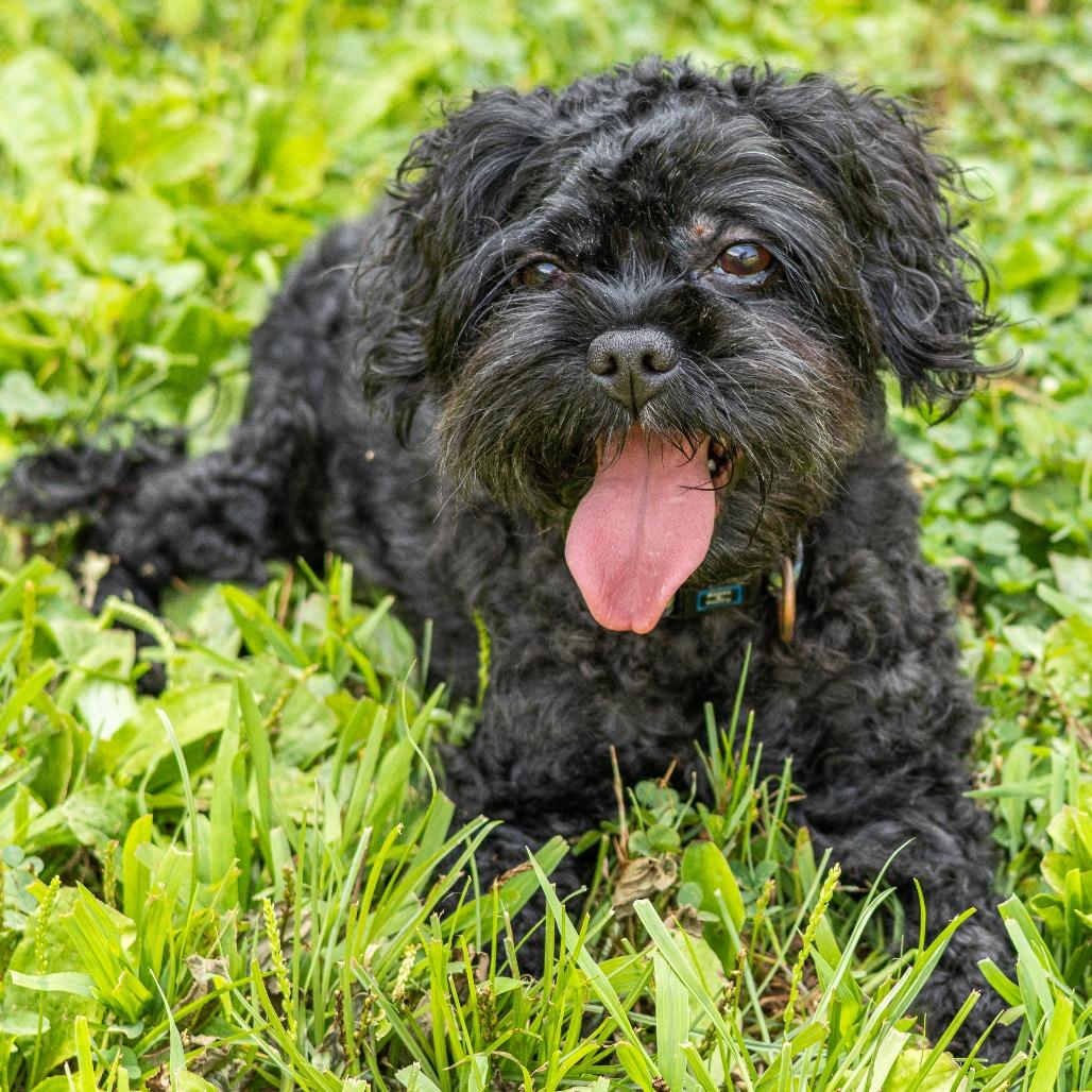 Apollo (Bonded with Zeus)