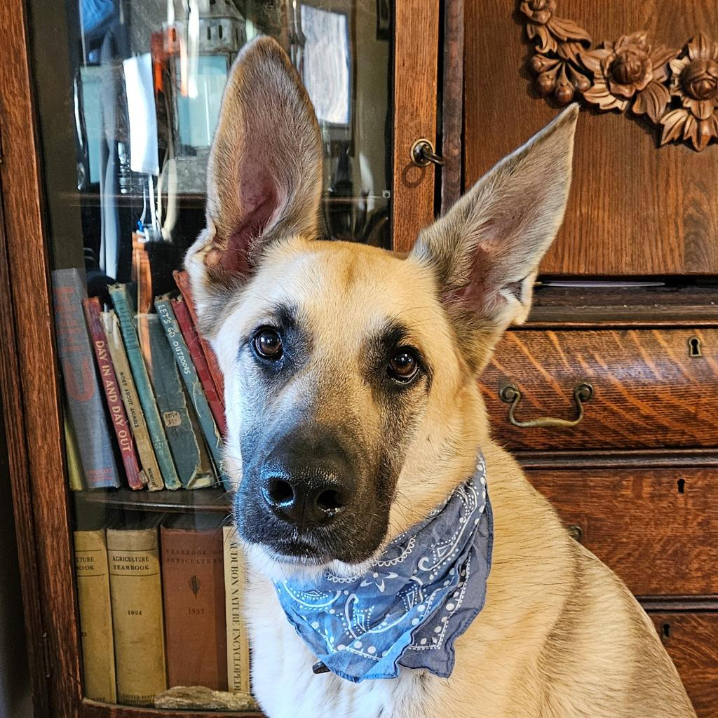 Chip