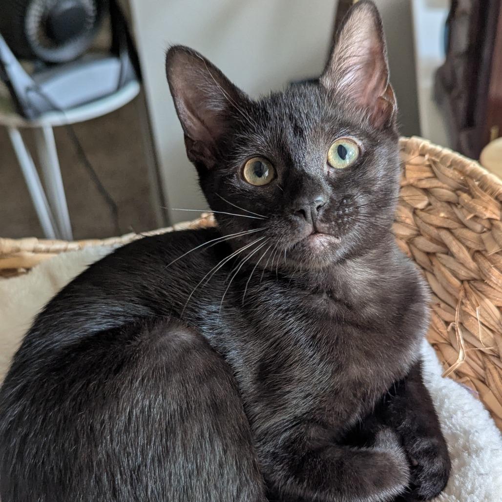 Clementine Johnson (Mimi) - JM