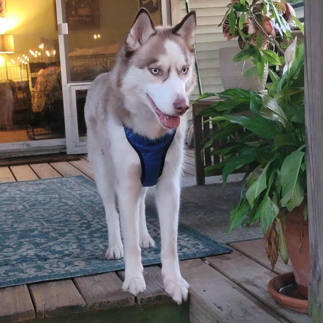 Luigi (Formerly Steely Dan)