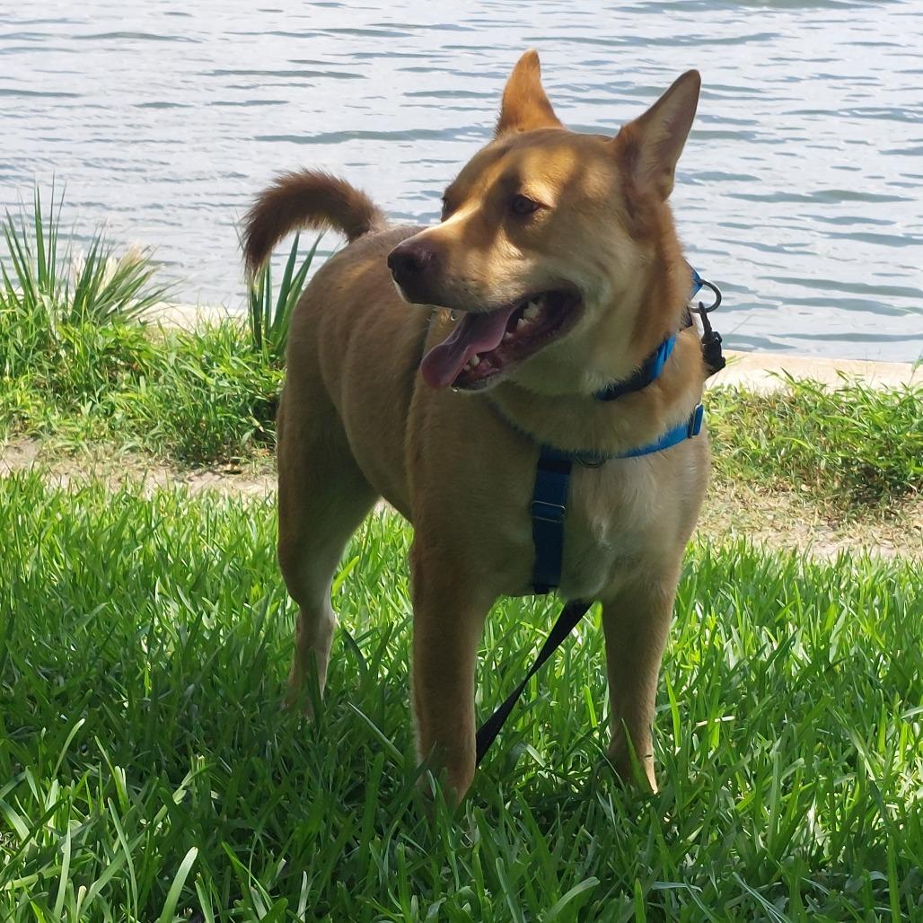 Simba