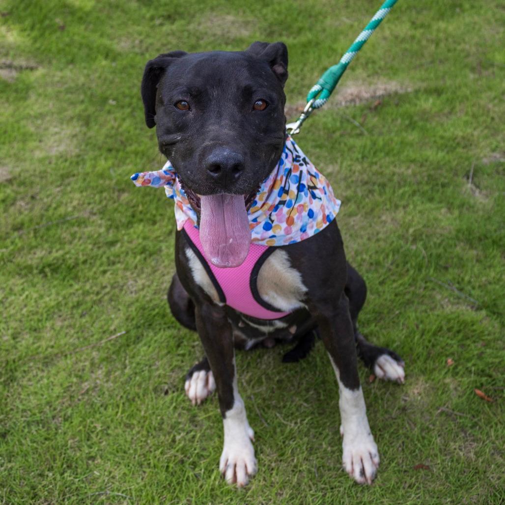 Jolene (Adoption Fee SPONSORED!!)