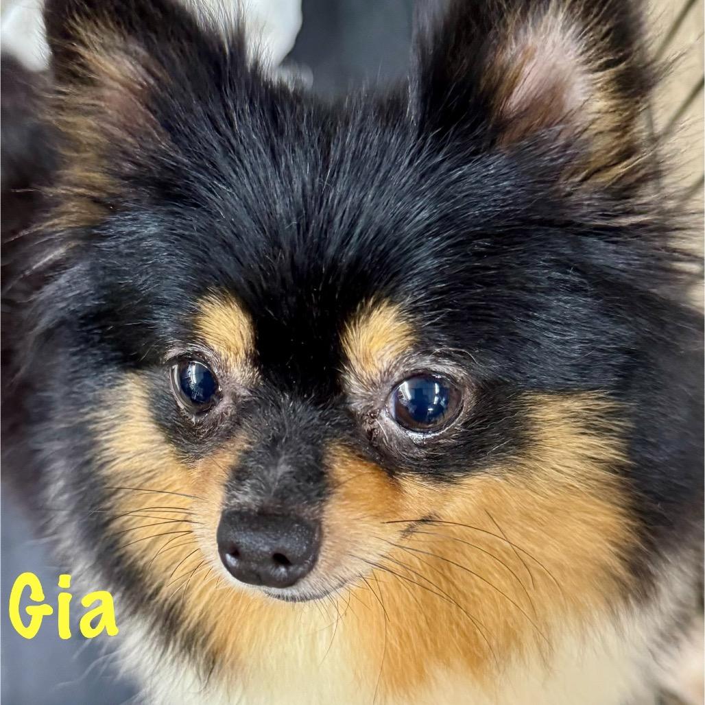 Gia