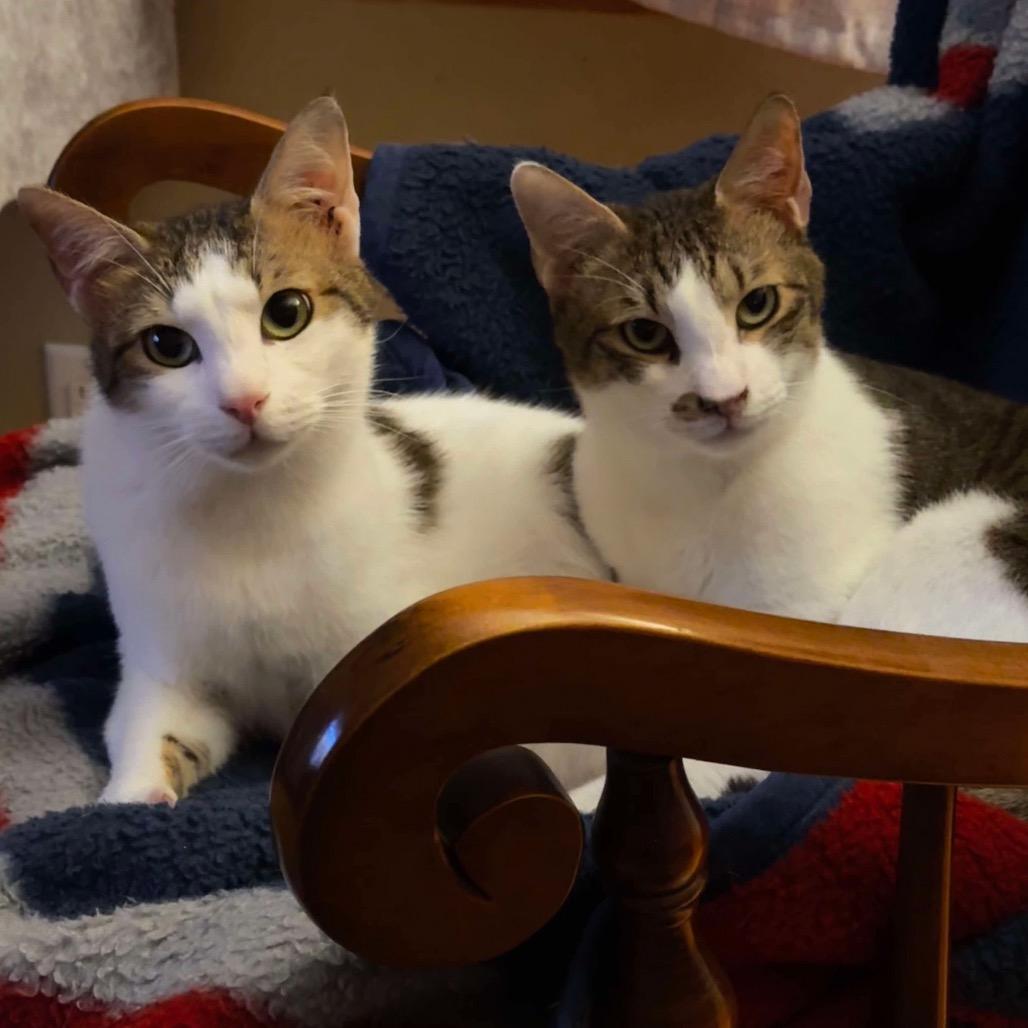 Ice (bonded with Tanki) 
