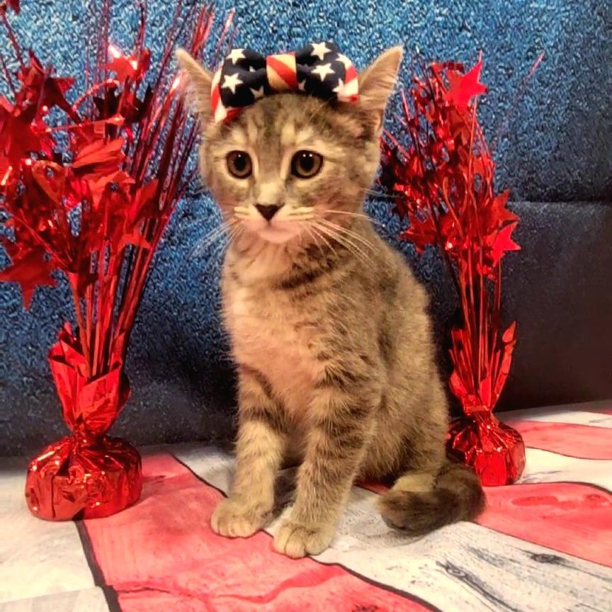 Willow