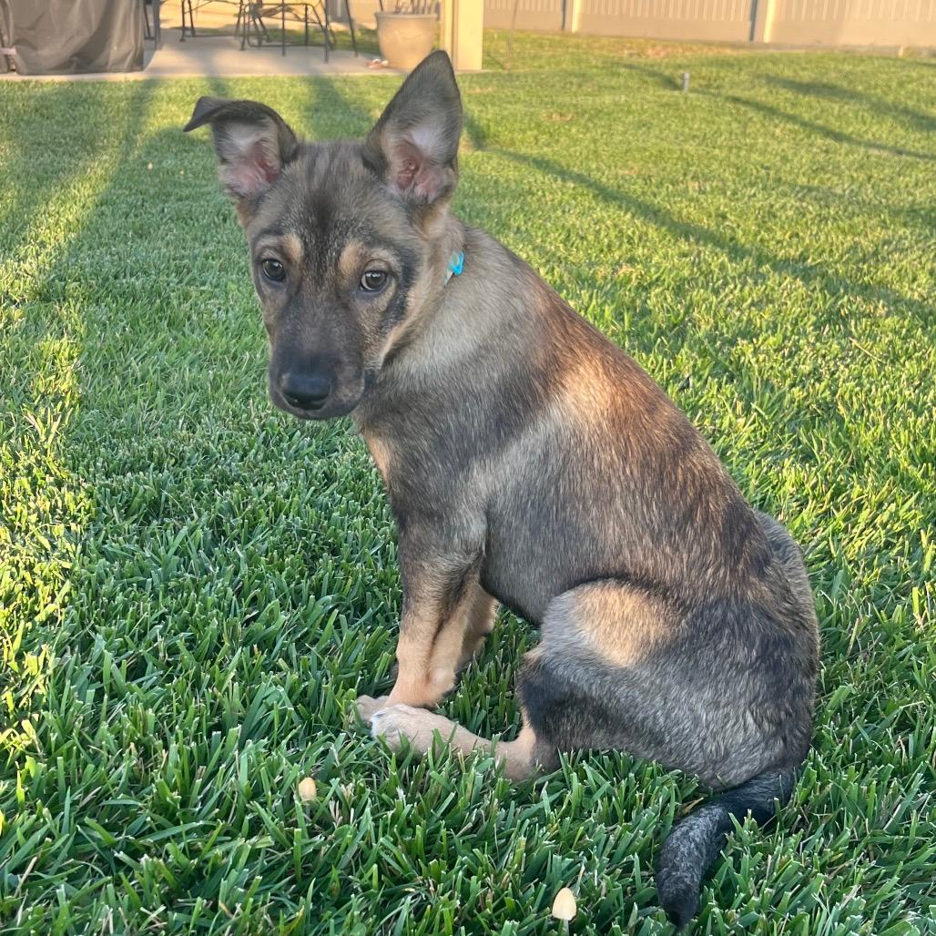 Gia