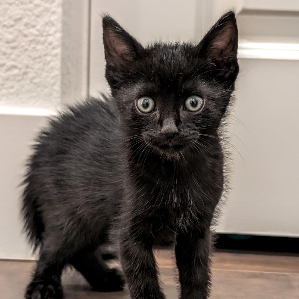 Kali