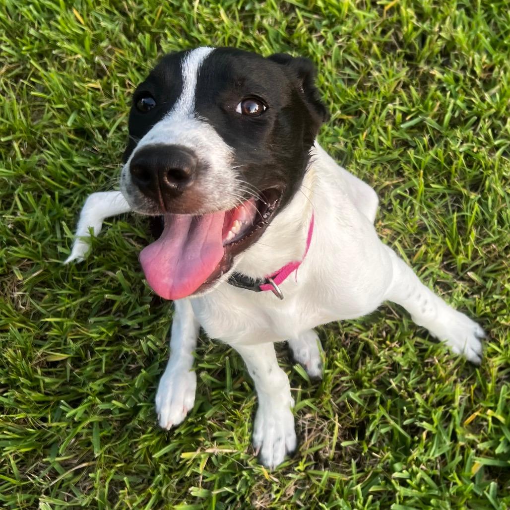 Dottie