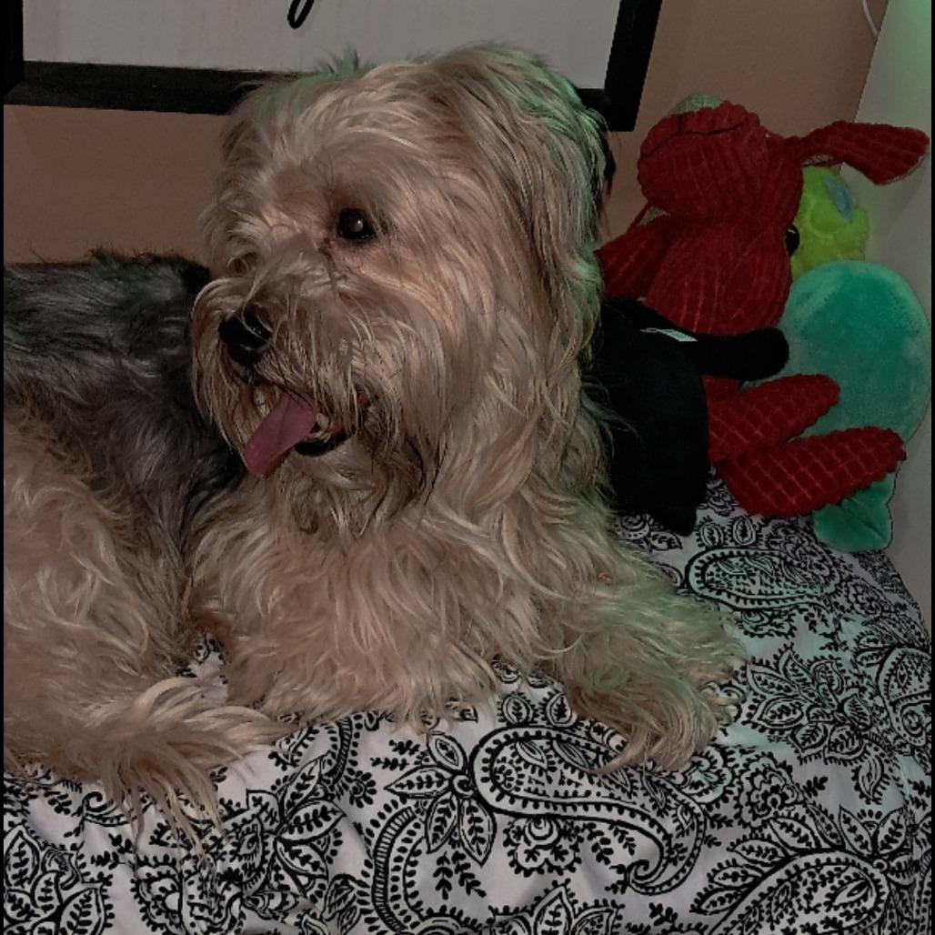 Picture of Chewie
