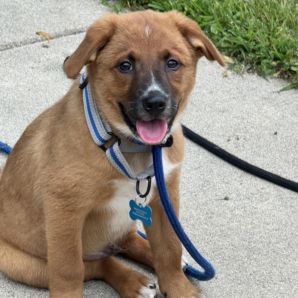 Iggy/Jolene pup 3