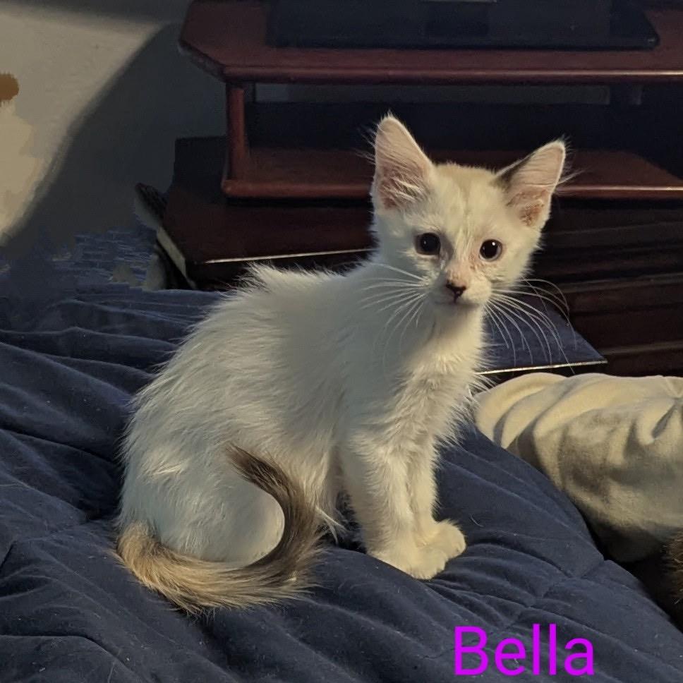 Bella cat
