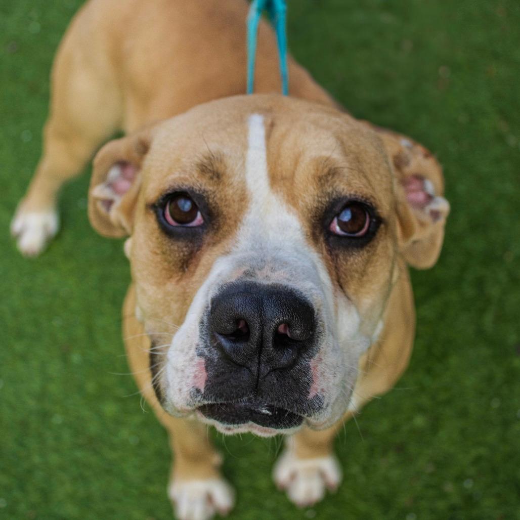 Nugget (Adoption Fee-SPONSORED!)