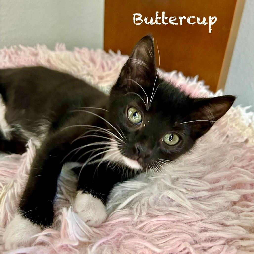 Buttercup
