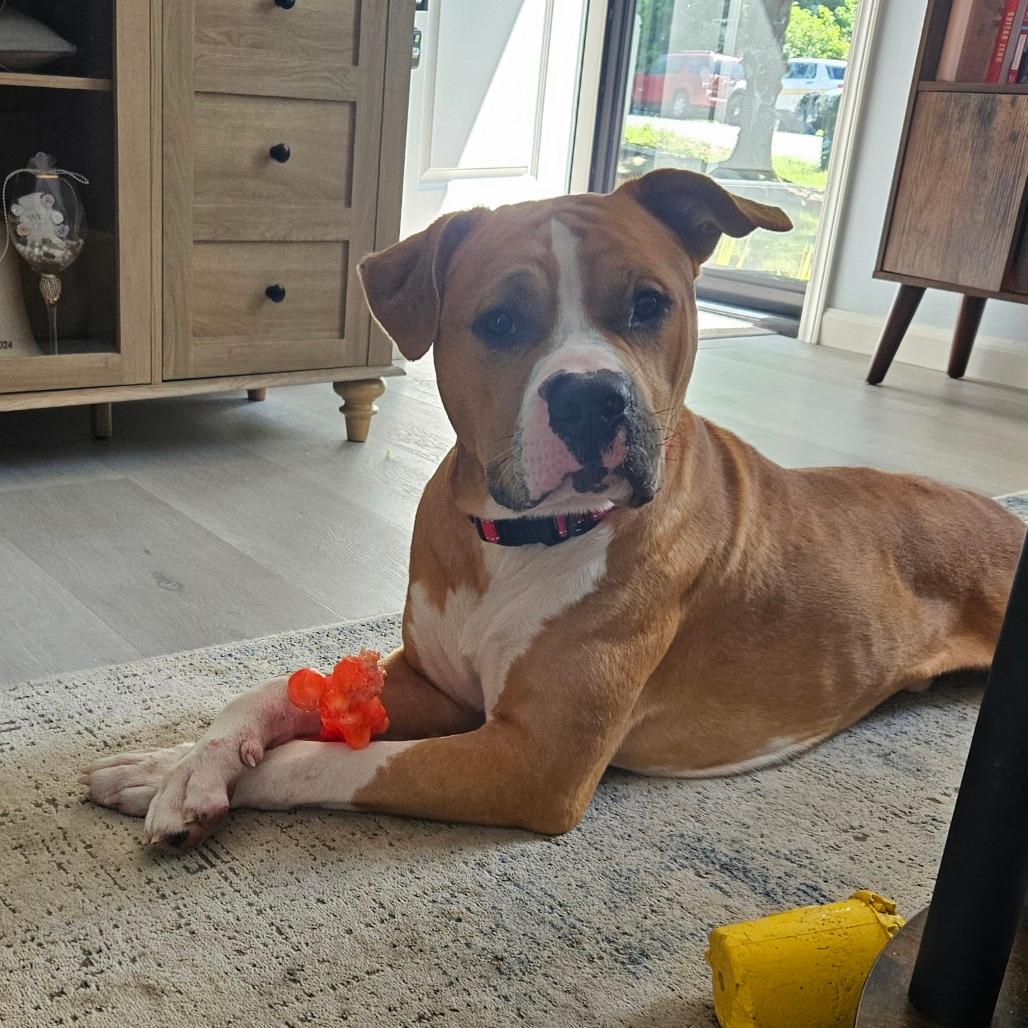 Woofgang Van Halen