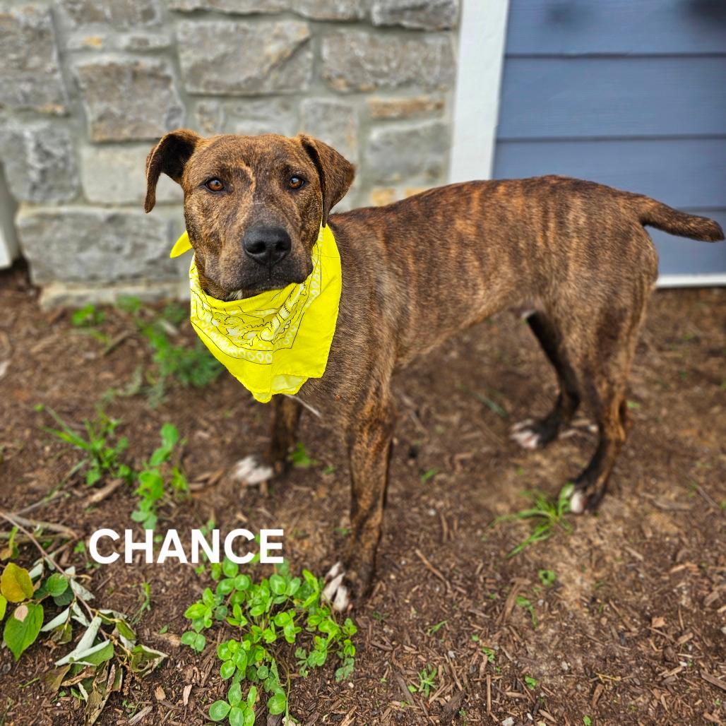 Chance